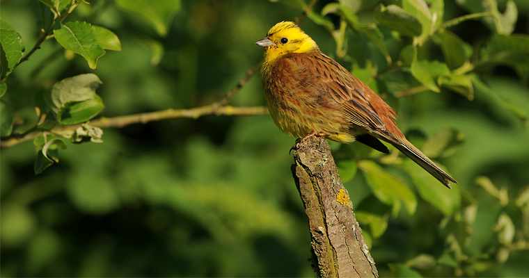 The yellowhammer (Emberiza citrinella) ©Christian Gelpke