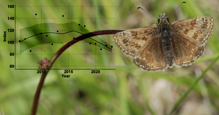 Dunkler Dickkopffalter (Erynnis tages) und Trend seiner Entwicklung in den letzten Jahren Foto: Erk Dallmeyer / Grafik UFZ