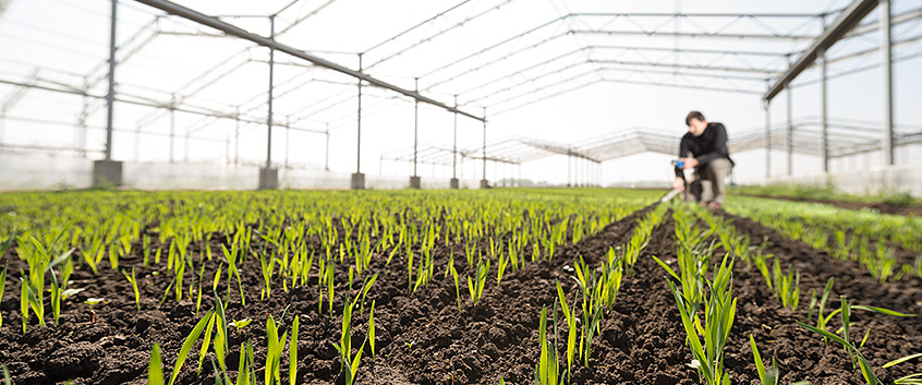GCEF-Anlage in Bad Lauchst&auml;dt. Foto: Andr&eacute; K&uuml;nzelmann/UFZ