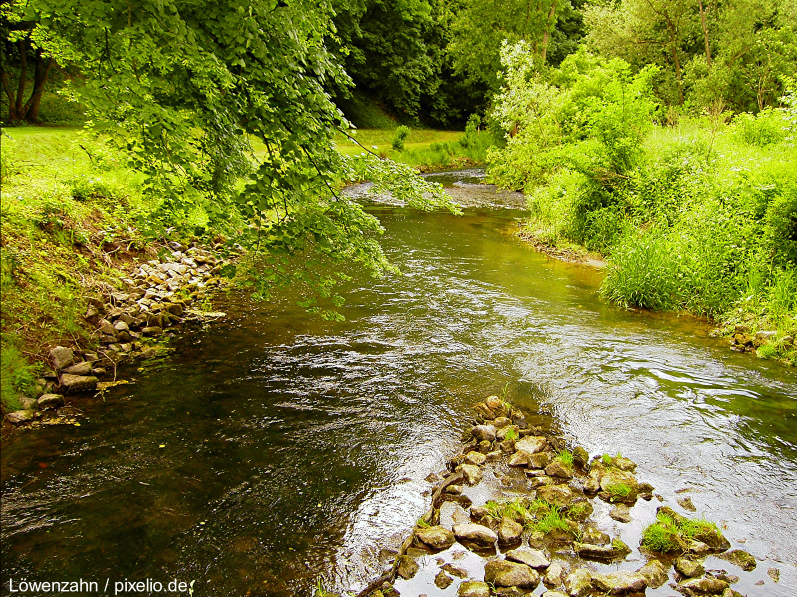 L&ouml;wenzahn / pixelio.de