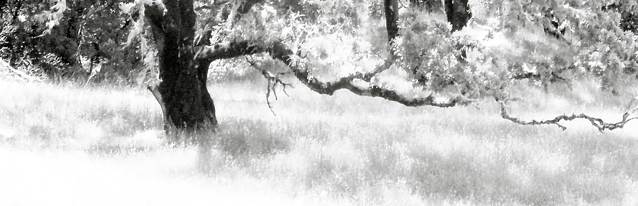 Plant bud. Photo: Andr&eacute; K&uuml;nzelmann/UFZ