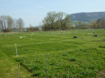 Jena Biodiversity Experiment (Photo: Christiane Roscher)