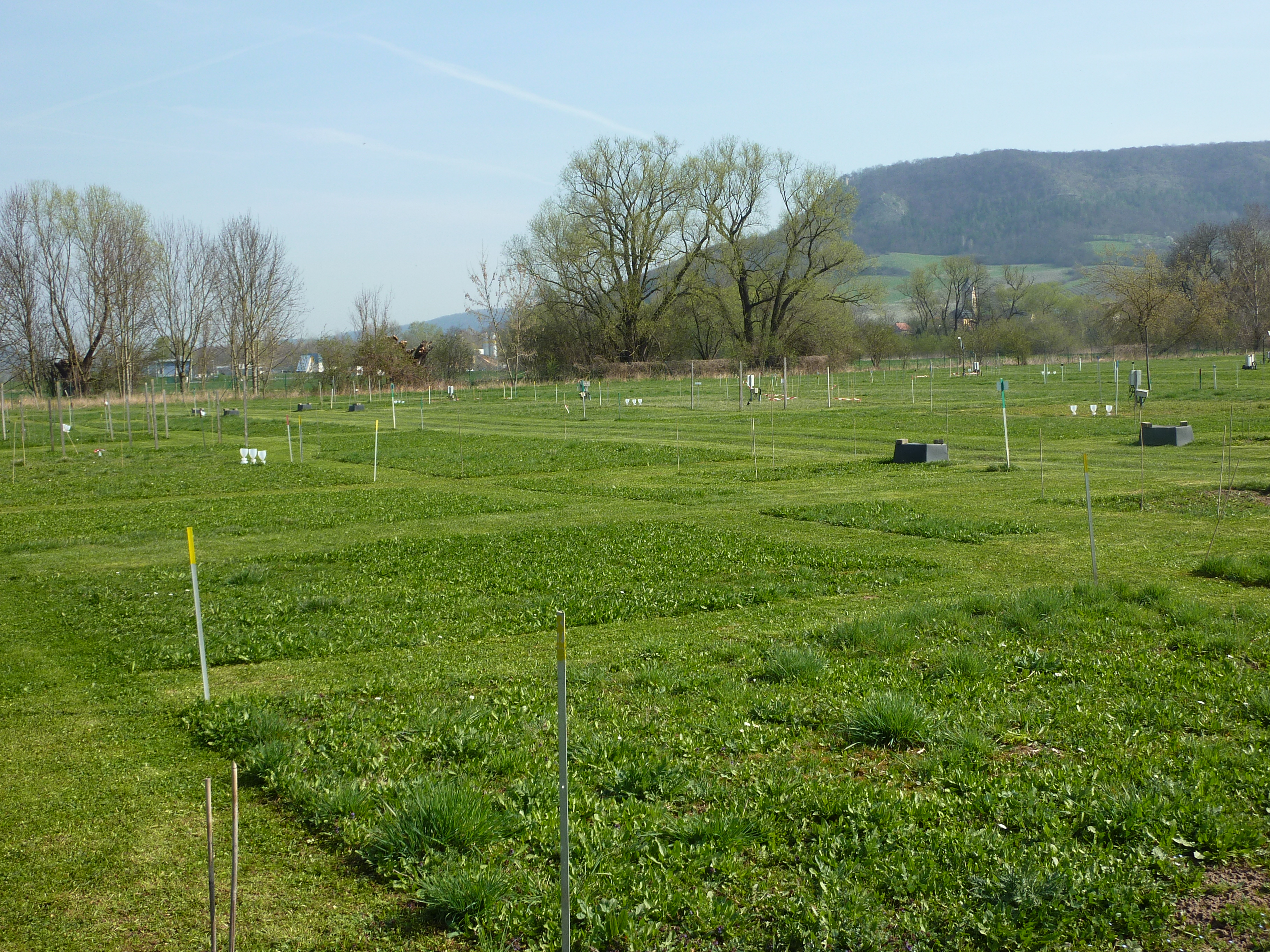 Jena Biodiversity Experiment (Photo: Christiane Roscher)