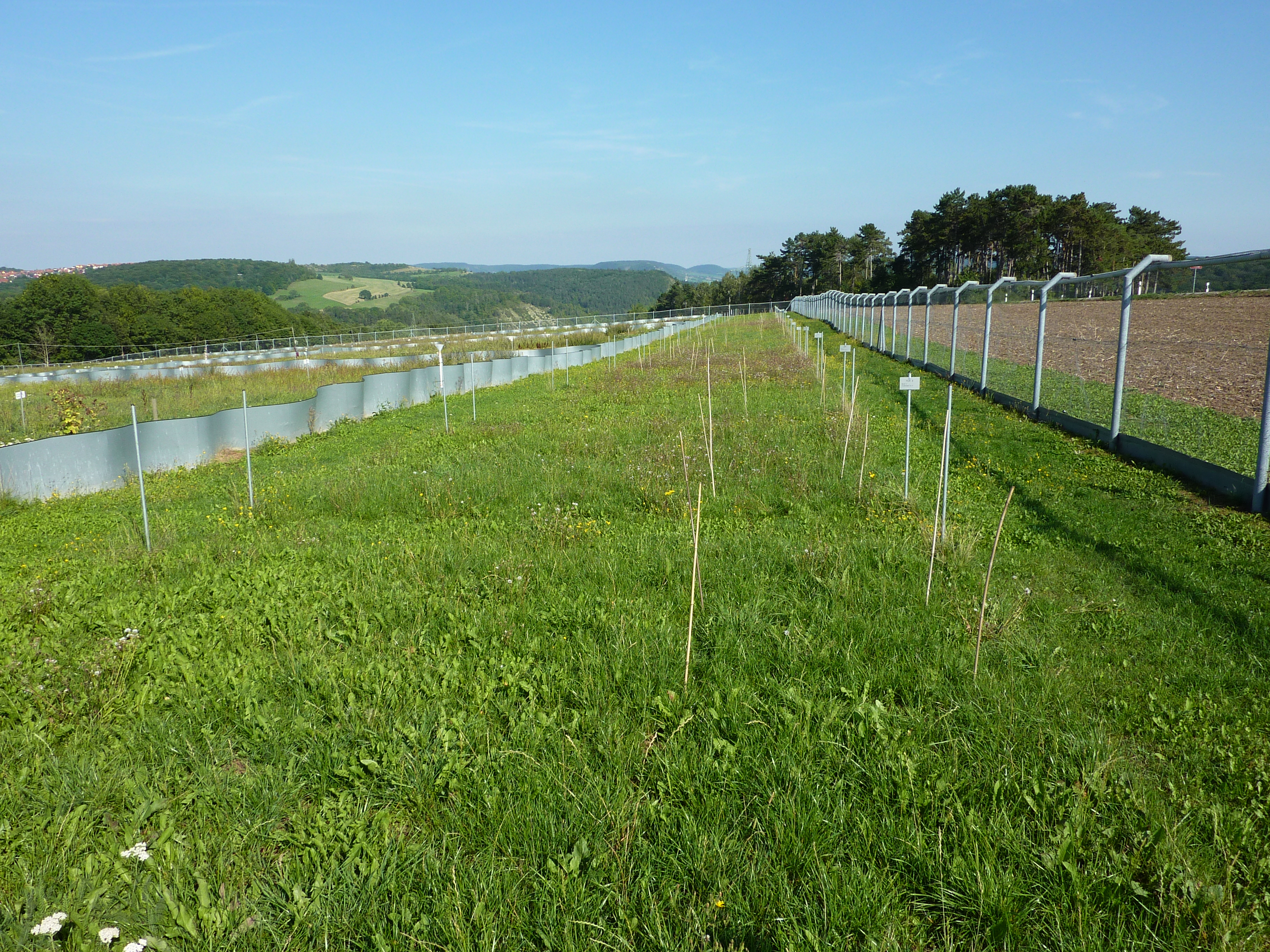 Jena NutNet (Photo: Christiane Roscher)