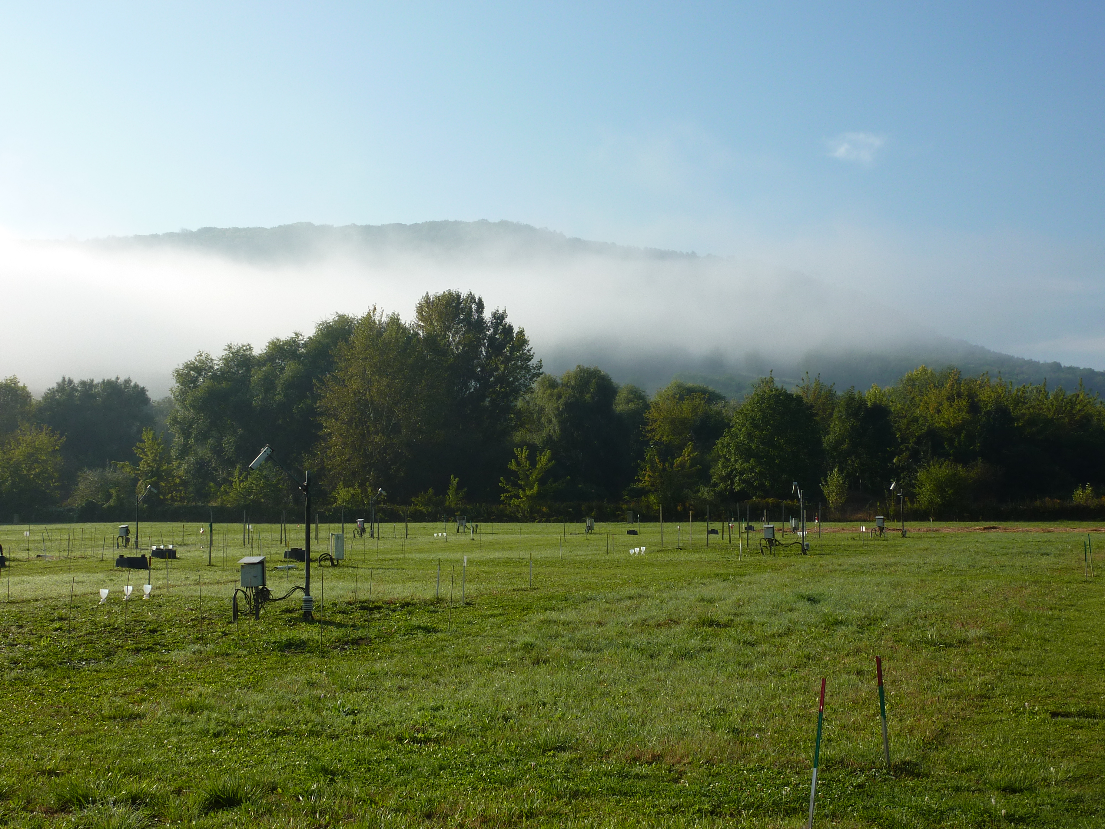 Field site Jena Experiment (Photo: Christiane Roscher)