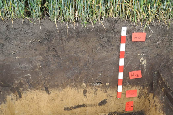 Schwarzerden sind humusreiche L&ouml;ssb&ouml;den. Aufgrund hoher N&auml;hrstoffvorr&auml;te, der sehr guten Durchwurzelbarkeit und des hohen Wasserspeicherverm&ouml;gens geh&ouml;ren sie zu den fruchtbarsten B&ouml;den &uuml;berhaupt.
Foto: C.Ahl/Uni G&ouml;ttingen