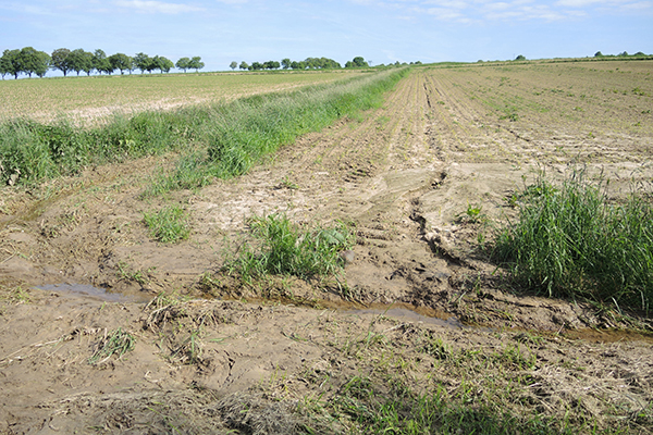 Eine weitere Gefahr f&uuml;r den Boden ist der Abtrag durch Wasser oder Wind. Bodenerosion ist oft eine Folge landwirtschaftlicher Nutzung. Besonders im Fr&uuml;hjahr und Herbst, wenn der Boden zeitweise nicht durch eine geschlossene Pflanzendecke gesch&uuml;tzt ist, kann es durch Starkregen zu erheblichen Erosionssch&auml;den kommen.
Foto: Susanne D&ouml;hler