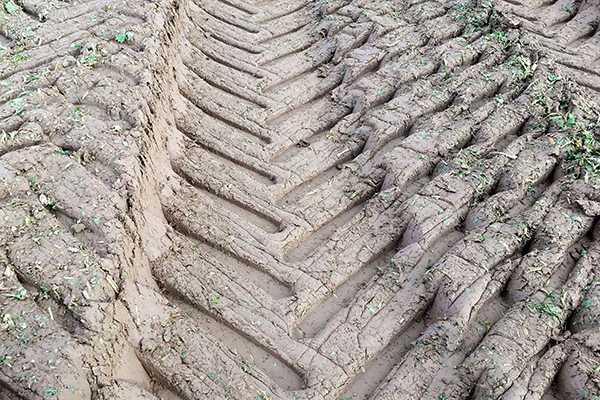 Das Befahren des Bodens mit schweren Landmaschinen f&uuml;hrt besonders bei zu hohen Bodenwassergehalten zu Bodenschadverdichtung und zu einer Verschlechterung des Bodenwasser- und Bodenlufthaushalts. Der Bodenverdichtung kann mit tiefwurzelnden Zwischenfr&uuml;chten entgegengewirkt werden.
Foto: M. Siekmann/Th&uuml;nen Institut