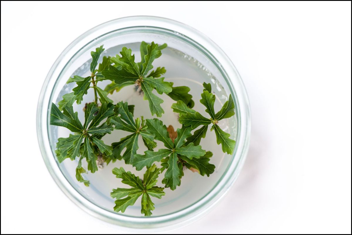 In vitro propagation of oak DF159 on agar medium at the UFZ. Photo: Andr&eacute; K&uuml;nzelmann/UFZ