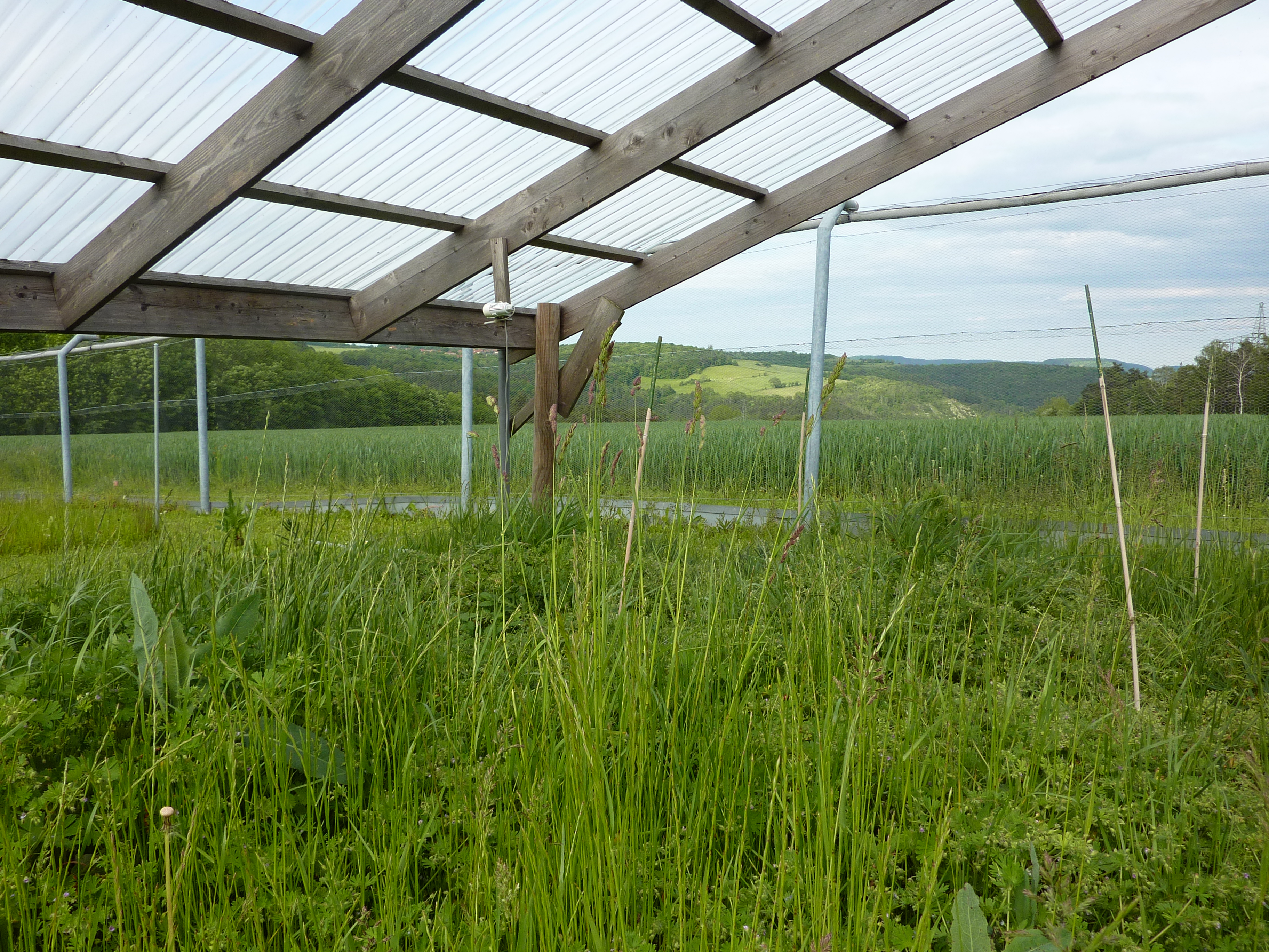 DroughtNet Jena 2019 (Photo: Christiane Roscher)