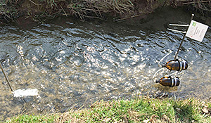 Kleingew&auml;sser Monitoring Deutschland - Probennahme Gew&auml;sser. Foto: UFZ