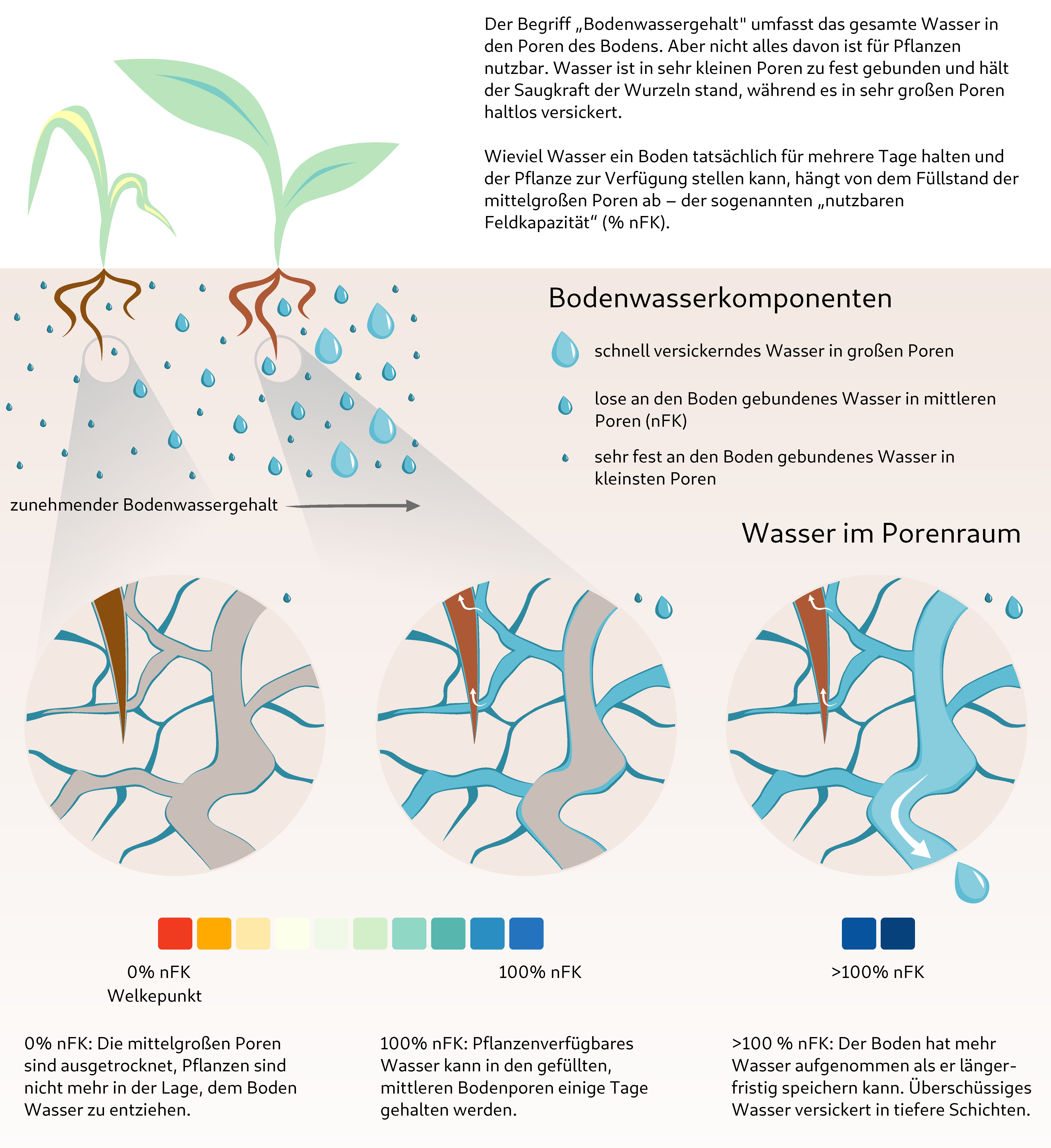 Pflanzenwasserstress