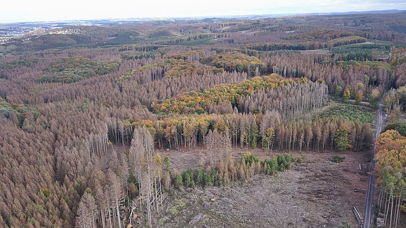 Naturkatastrophe im Wald. Borkenk&auml;ferbefall an Fichten im M&ouml;hnetal, Hochsauerlandkreis, Nordrhein-Westfalen.
Foto: Christoph Hentschel, Oktober 2019