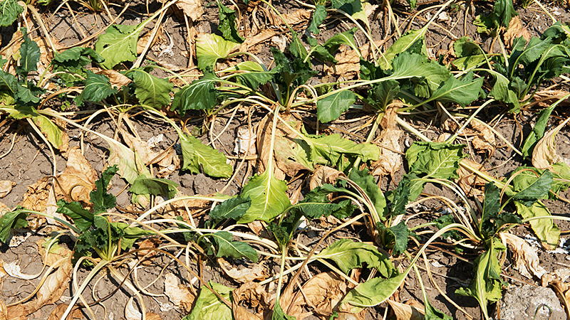 R&uuml;benfeld im D&uuml;rresommer 2018. Kevelaer-Keylaer am Niederrhein, Nordrhein-Westfalen.
Foto: Enno Hurlin, August 2018.