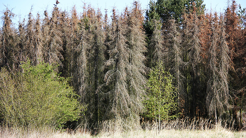 Das Ende einer Plantage. Schwarmstedt liegt im S&uuml;den des Heidekreises in Niedersachsen
Foto: J&uuml;rgen Rosenwinkel, April 2020.