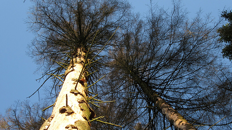 Abgestorbene Fichtenkultur durch D&uuml;rre und K&auml;ferbefall. Kreis Siegen-Wittgenstein im Rothaargebirge. 
Foto: Peter Schneider, September 2019.
