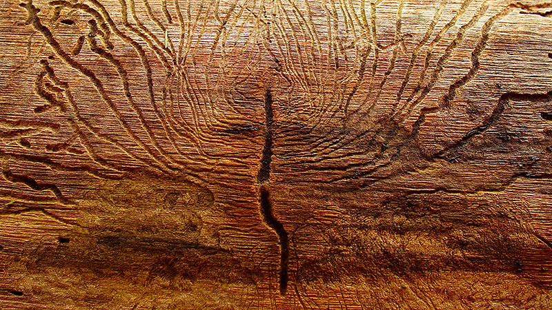 Leichte Beute. Trockene Hitze in der S&auml;chsischen Schweiz l&auml;sst Borkenk&auml;fer besonders gut wachsen. 
Foto: Johannes Haupt, M&auml;rz 2019