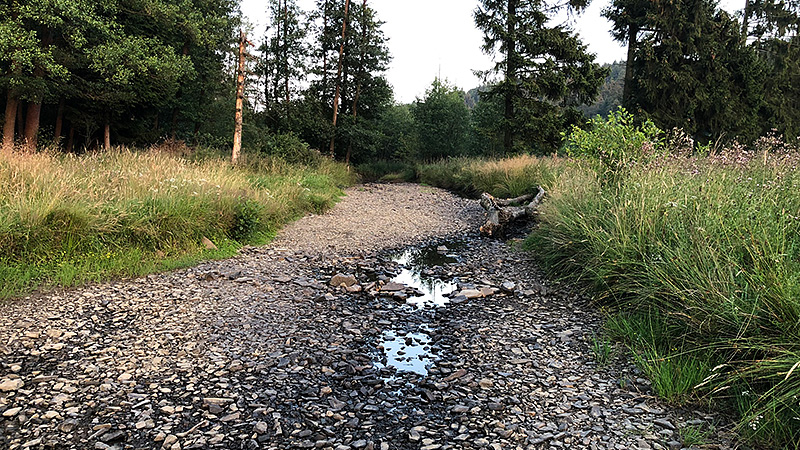 Der Bach Heve in Nordrhein-Westfalen im Sommer 2019. Der Bach sieht mehr aus wie ein Weg.
Foto: Jonathan Marx, Juli 2019.