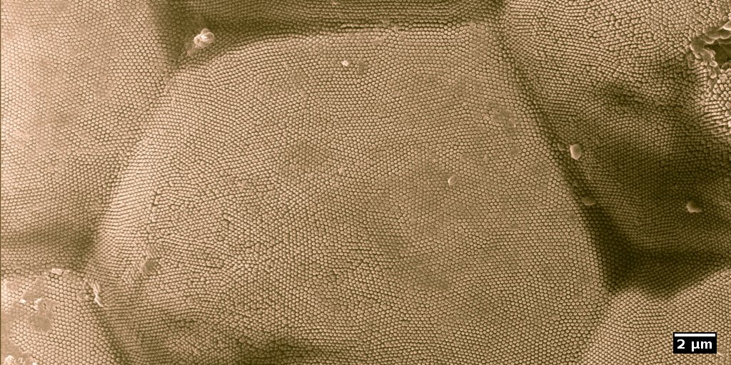 Nanostructure on the eye of a moth as seen by helium-ion microscopy.
Image: Dr. Matthias Schmidt, ProVIS, UFZ.
.