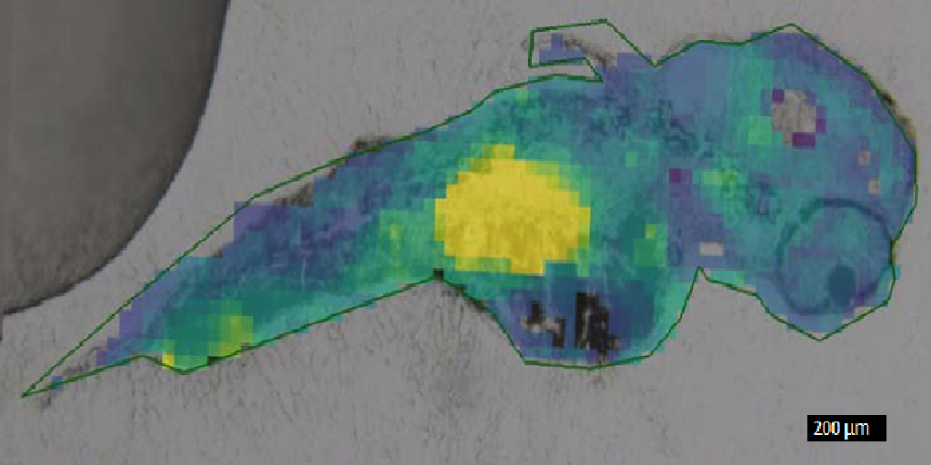 Spatial distribution of bromoxynil measured in a sagittal section of a zebrafish embryo by MALDI-FT-ICR MS.
Sample and Image: Sophia Leippe, University