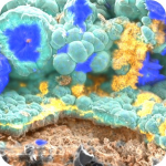 Overlay of a scanning electron micrograph and chemical maps acquired on microbially corroded steel.
Sample and image: Marc Tamisier and Dr Matthias Schmidt, ProVIS, UFZ.