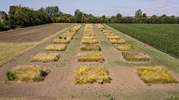 Gr&uuml;nlandexperiment