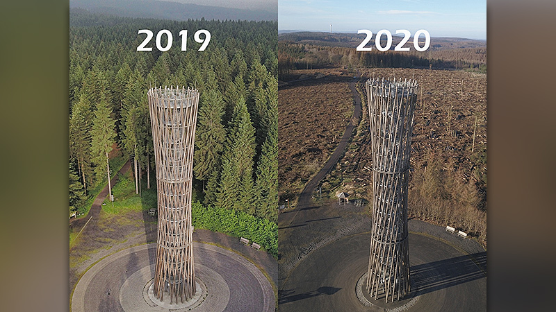 Borkenk&auml;ferkalamit&auml;t am L&ouml;rmecke-Turm: Knappe 1,5 Jahre liegen zwischen den beiden Aufnahmen.
Foto: Christoph Hentschel, Juni 2019 und Dezember 2020.