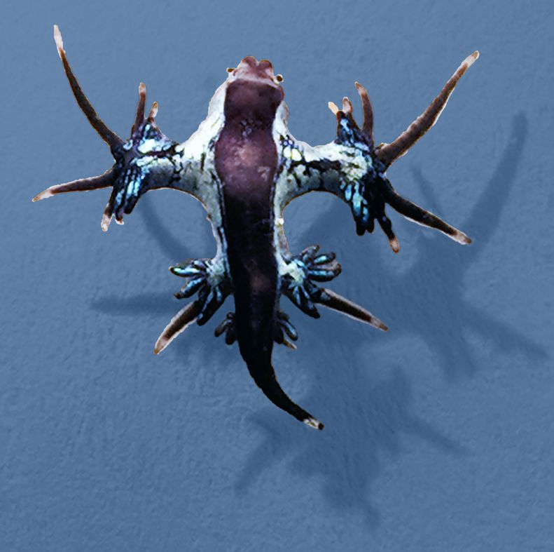 Invertebrate by-catch of the catamaran net sampling