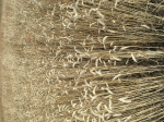 Wheat at harvest July 2021.