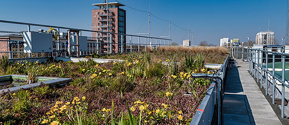 The research green roof at the UFZ location in Leipzig, Germany.
Photo: Andr&eacute; K&uuml;nzelmann/UFZ
