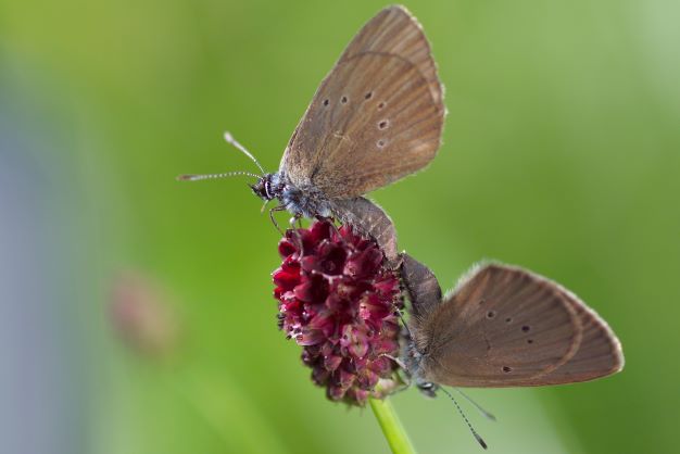 Dunkler Wiesenknopf-Ameisenbl&auml;uling (Maculinea nausithous),  Foto: Andr&eacute; K&uuml;nzelmann