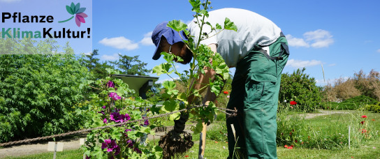 Pflanze KlimaKultur!