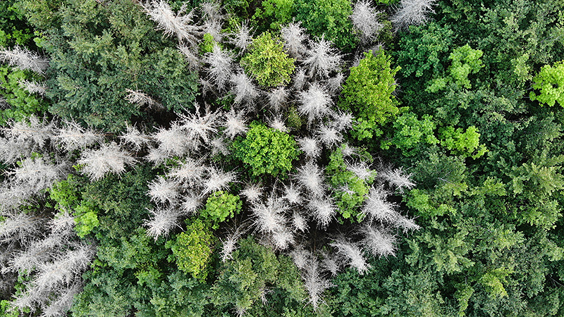 Fichtenbest&auml;nde nach Borkenk&auml;ferbefall in der Nordeifel auf ca. 500m/&uuml;M in der Folge von Trockenperioden.
Foto: Max Ernst, Juni 2022.
