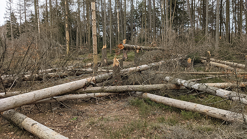 Tote W&auml;lder im Elbsandsteingebirge.
Foto: Richard Springer, April 2021.
