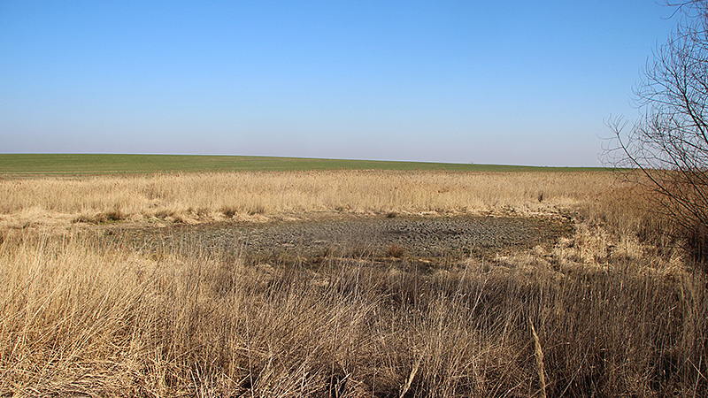 Gert-Pfuhl Im FFH-Schutzgebiet M&uuml;ncheberg.
Foto: Thorsten Sch&ouml;nbrodt, M&auml;rz 2022