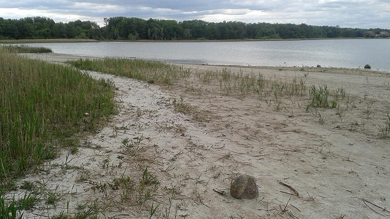 Der Seddiner See in Brandenburg mit trockengefallenem Ufer infolge Seespiegelsenkung.
Foto: Knut Kaiser, Fr&uuml;hjahr 2020.