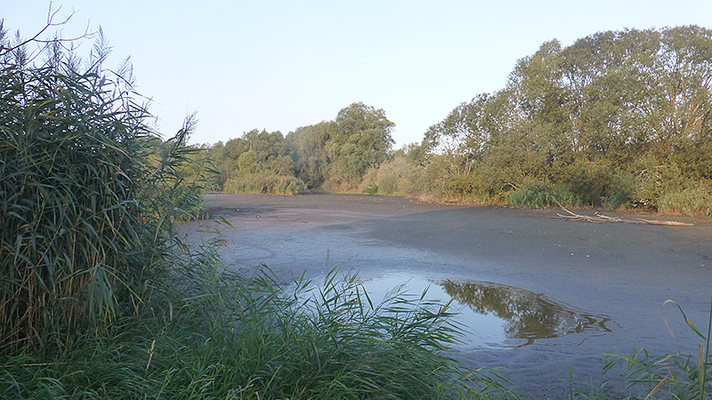 "Feucht"gebiet M&uuml;hlensee in Oberkr&auml;mer bei Veltin in Brandenburg.
Foto: Ulrike Sch&uuml;tz-Dietrich, September 2018.