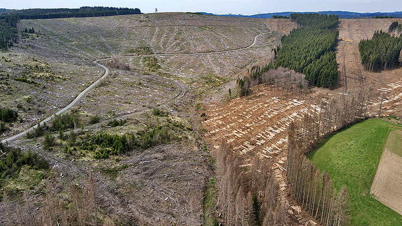 Eine durch D&uuml;rre und K&auml;ferbefall abgeerntete Forstfl&auml;che im Hackenbrachtta bei Erndtebr&uuml;ck, Kreis Siegen-Wittgenstein.
Foto: Peter Schneider, April 2022