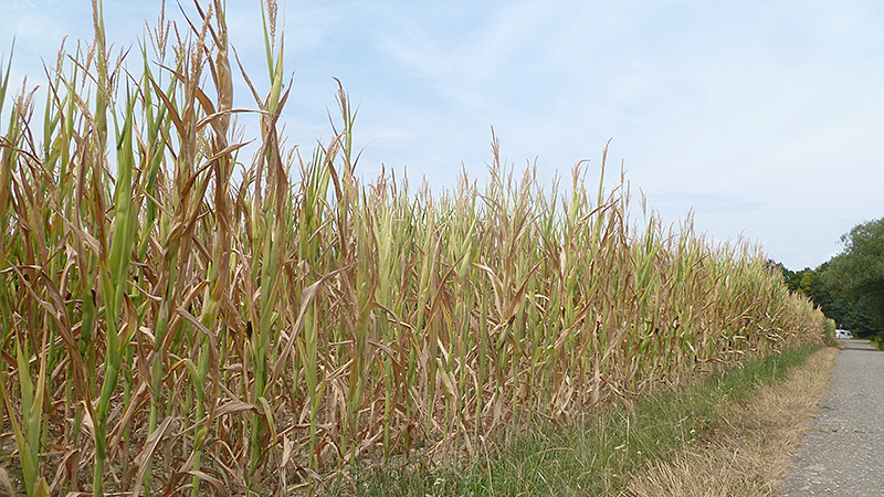 Vertrocknete Maispflanzen an einem Acker bei Freiburg im Breisgau.
Foto: Till Meinrenken, August 2022.