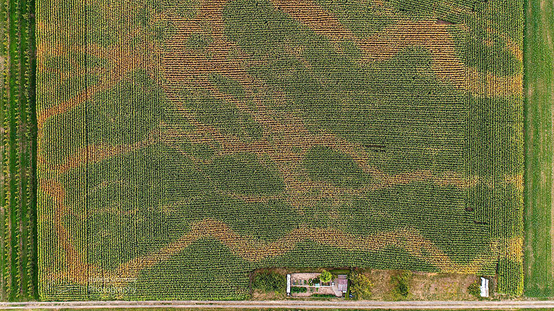 Kiesadern in einem Maisfeld am Oberrhein bei Achern-Wagshurst, Baden W&uuml;rttemberg.
Foto: Hubert Grimmig, Juli 2022.