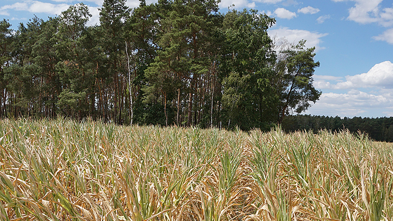 Stark von der Trockenheit gesch&auml;digte Maispflanzen auf einem Acker in S&uuml;d-Brandenburg.
Foto: Rainer Schlepphorst, August 2022.