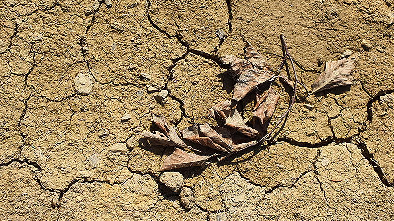 Aufgerissener Boden. Trockenheit auch im Hunsr&uuml;ck, Rheinland-Pfalz.
Foto: Thomas Brodbeck, Juli 2022.