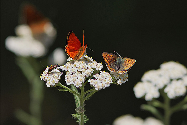 Dukaten-Feuerfalter (Lycaena virgaureae) und Brauner Feuerfalter (Lycaena tityrus) Foto: &copy;Petra Druschky / Tagfaltermonitoring Deutschland