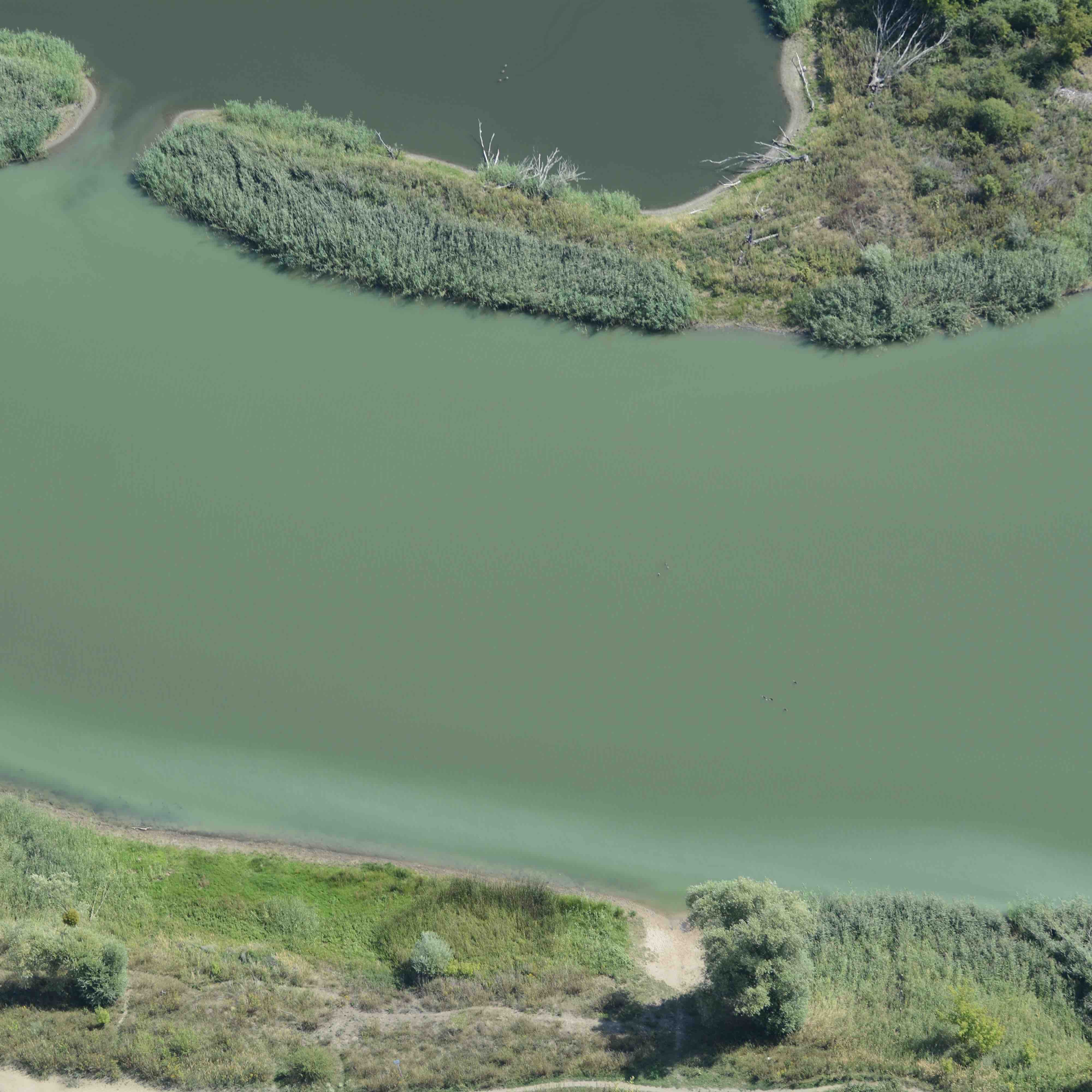 Algenbl&uuml;te im Luftbild