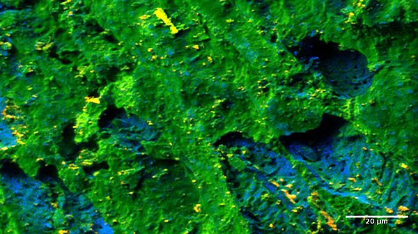 TiOx (yellow) and Ti (blue) in calcinated guava seed as seen by ToF-SIMS. Sample: Dr. Mar&iacute;a P. Elizalde (BUAP, Mexico). Image: Dr. Hryhoriy Stryhanyuk, ProVIS, UFZ.