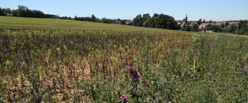 An arable field with violet flowering catch crops