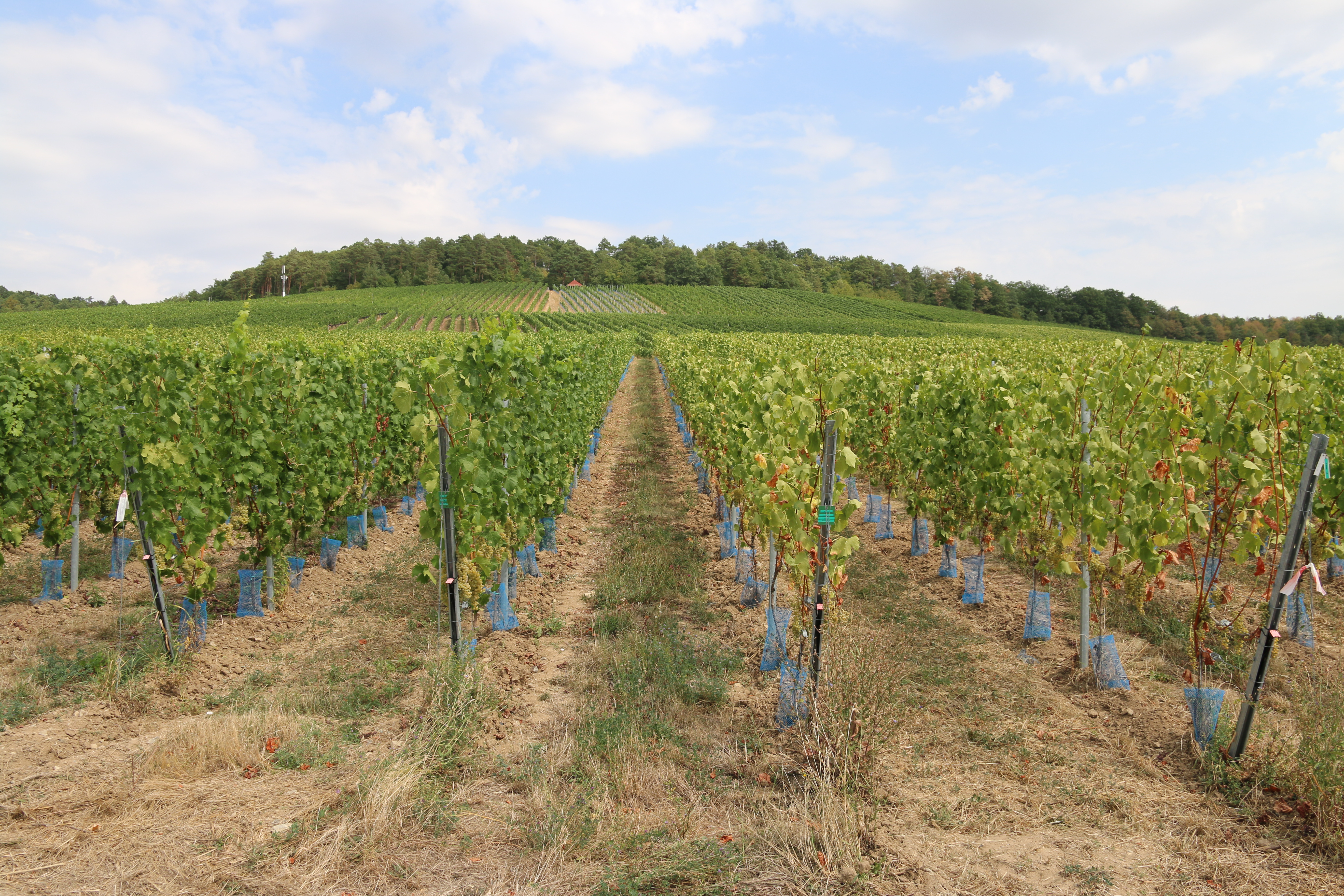 Projektfl&auml;che in Himmelstadt bei Veitsh&ouml;chheim