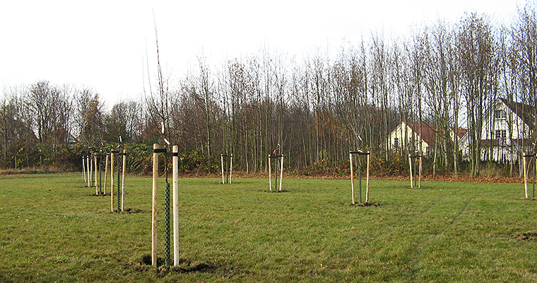 Erhalt der Biodiversit&auml;t: Streuobstwiese
Am Standort in Bad Lauchst&auml;dt wird seit 2016 eine Streuobstwiese gepflegt. Sie dient als wertvolles Habitat f&uuml;r zahlreiche Tierarten. Durch die Konzentration auf alte Sorten wird zudem ein Beitrag zur Sortenvielfalt geleistet.