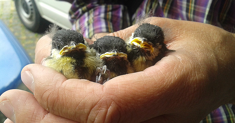Praktischer Vogelschutz: An den UFZ-Standorten Leipzig, Magdeburg und Halle bieten Nistk&auml;sten beheimateten Singv&ouml;geln geeignete Bruth&ouml;hlen. Sie werden immer wieder gern von Feldsperlingen, Blaumeisen, Kohlmeisen (hier im Bild) und Staren besiedelt. Foto: Elisabeth K&uuml;hn/UFZ