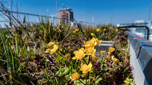 Forschungsgr&uuml;ndach auf dem Campus in Leipzig Quelle: UFZ
